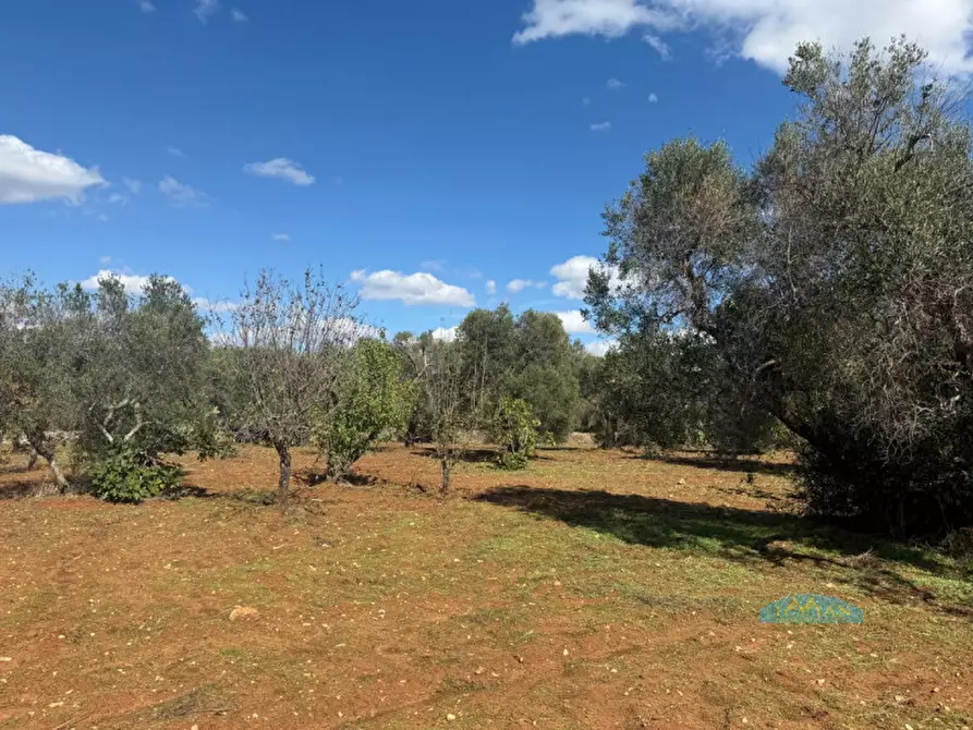 Immagine 10 di Rustico / casale in vendita  in Contrada Capece a Francavilla Fontana