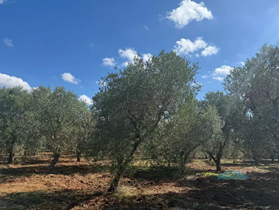 Immagine 16 di Rustico / casale in vendita  in Contrada Capece a Francavilla Fontana