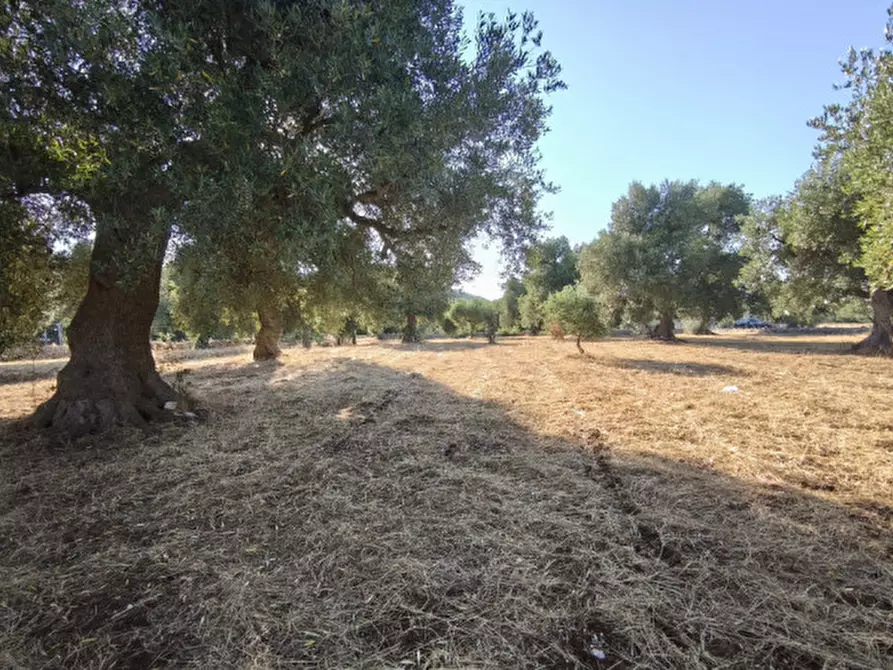 Immagine 14 di Rustico / casale in vendita  a Fasano
