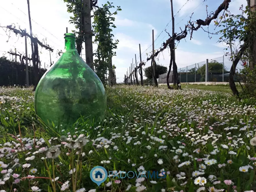 Immagine 2 di Terreno in vendita  in Via Prati Bassi a Camponogara