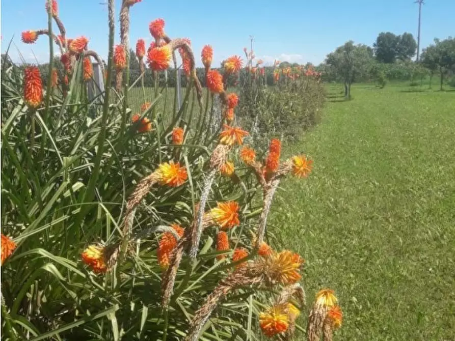 Immagine 7 di Terreno in vendita  in Via Prati Bassi a Camponogara