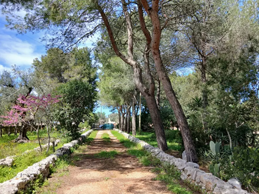 Immagine 50 di Rustico / casale in vendita  in C.da Colacurto a Carovigno
