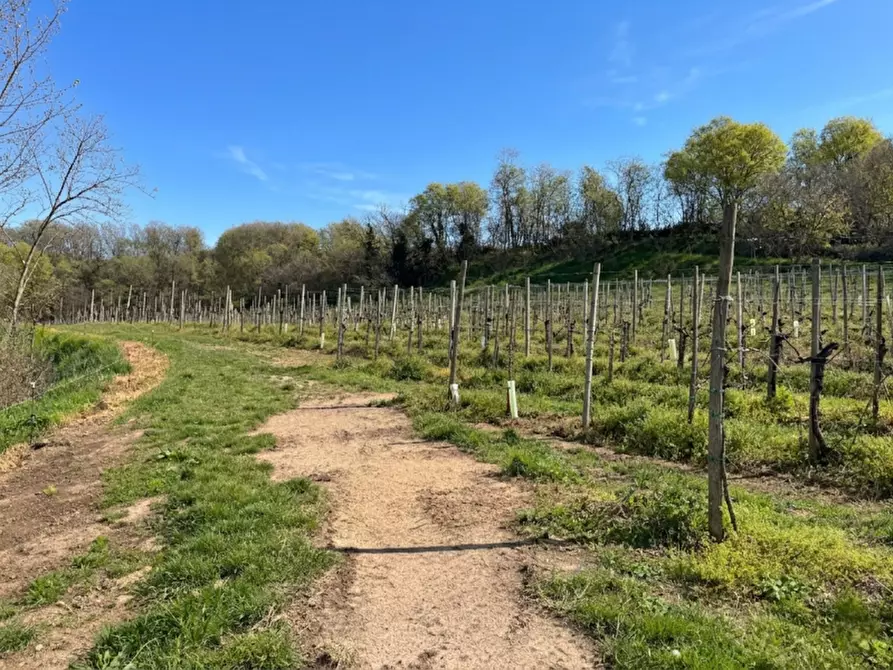 Immagine 4 di Terreno in vendita  in VIA MANDOLARI a Este