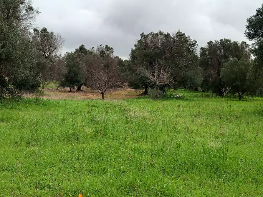 Immagine 5 di Rustico / casale in vendita  in C.da Sierri a Carovigno