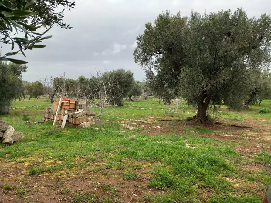 Immagine 18 di Rustico / casale in vendita  in C.da Sierri a Carovigno