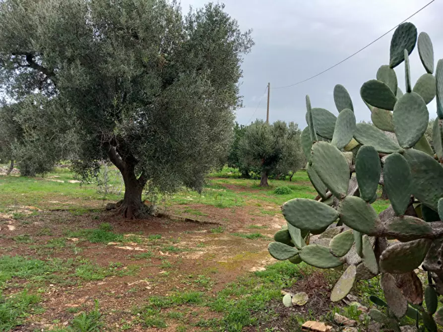 Immagine 19 di Rustico / casale in vendita  in C.da Sierri a Carovigno