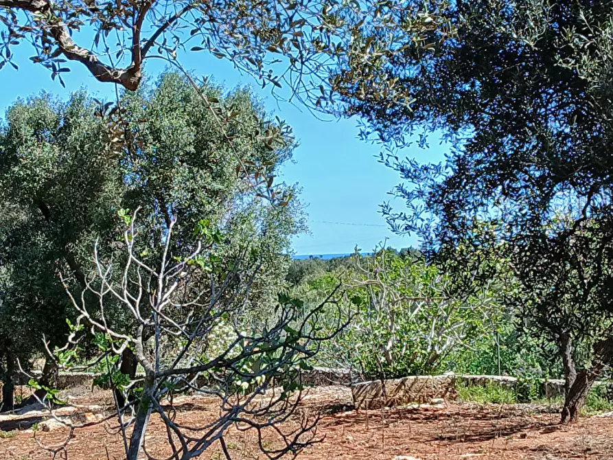 Immagine 28 di Rustico / casale in vendita  in C.da Sierri a Carovigno