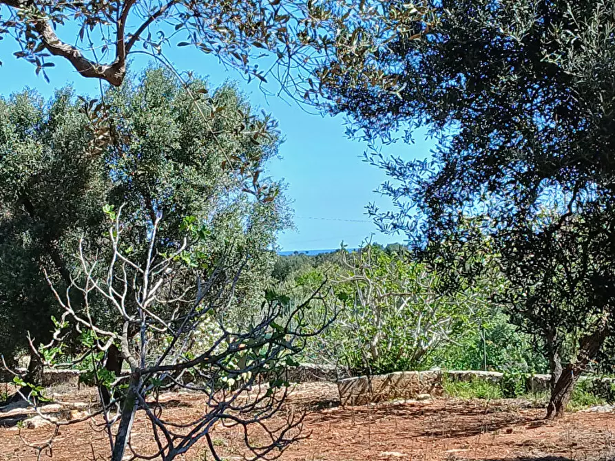 Immagine 29 di Rustico / casale in vendita  in C.da Sierri a Carovigno