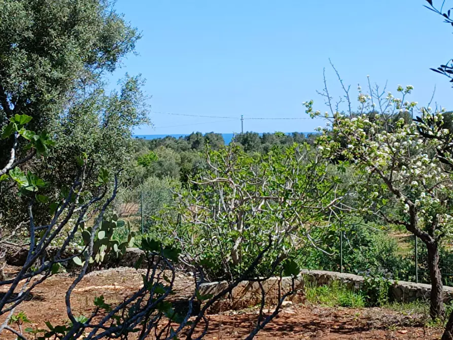 Immagine 31 di Rustico / casale in vendita  in C.da Sierri a Carovigno