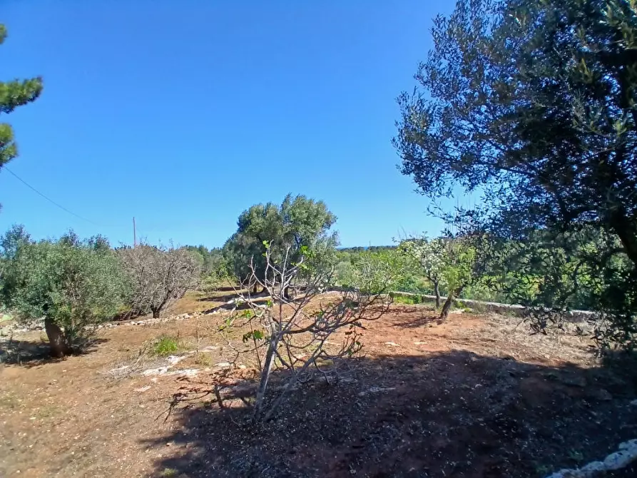Immagine 33 di Rustico / casale in vendita  in C.da Sierri a Carovigno