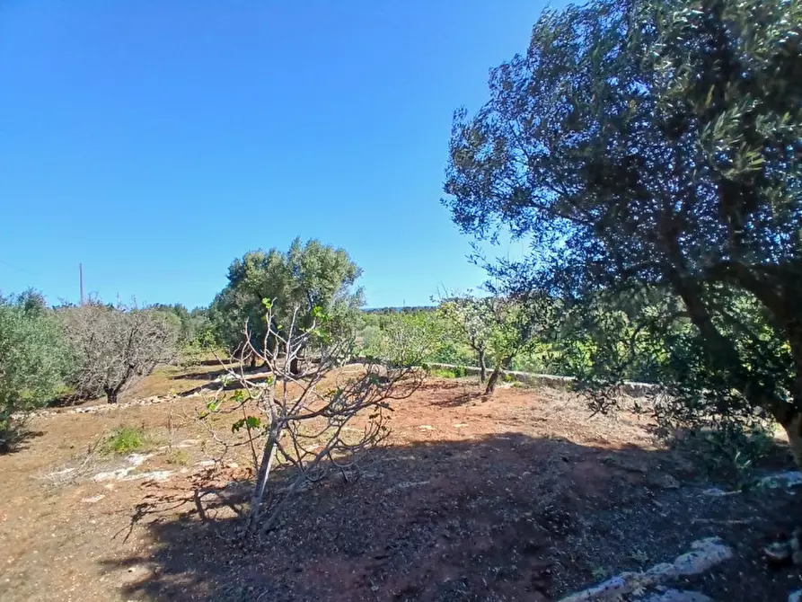 Immagine 34 di Rustico / casale in vendita  in C.da Sierri a Carovigno
