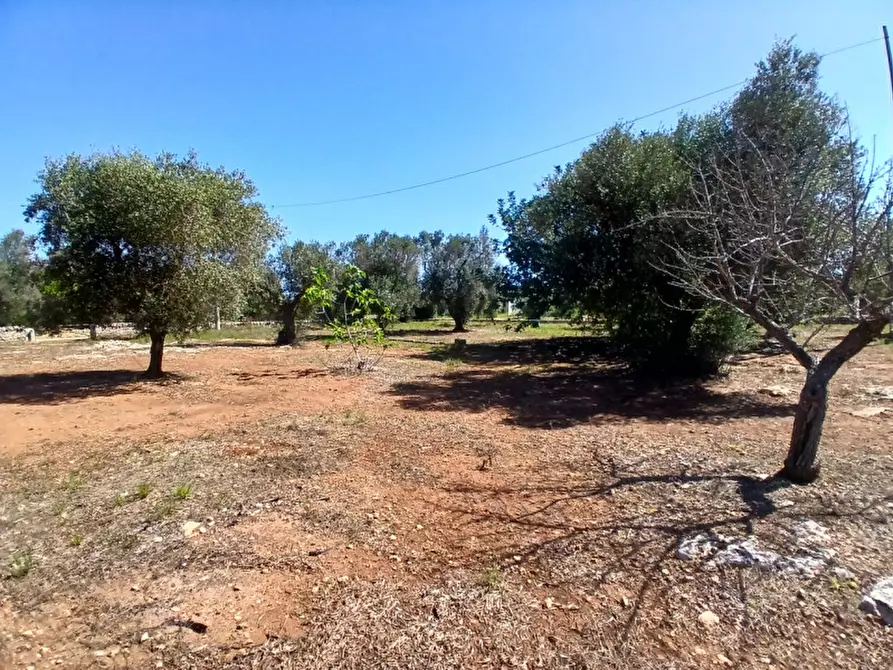 Immagine 37 di Rustico / casale in vendita  in C.da Sierri a Carovigno