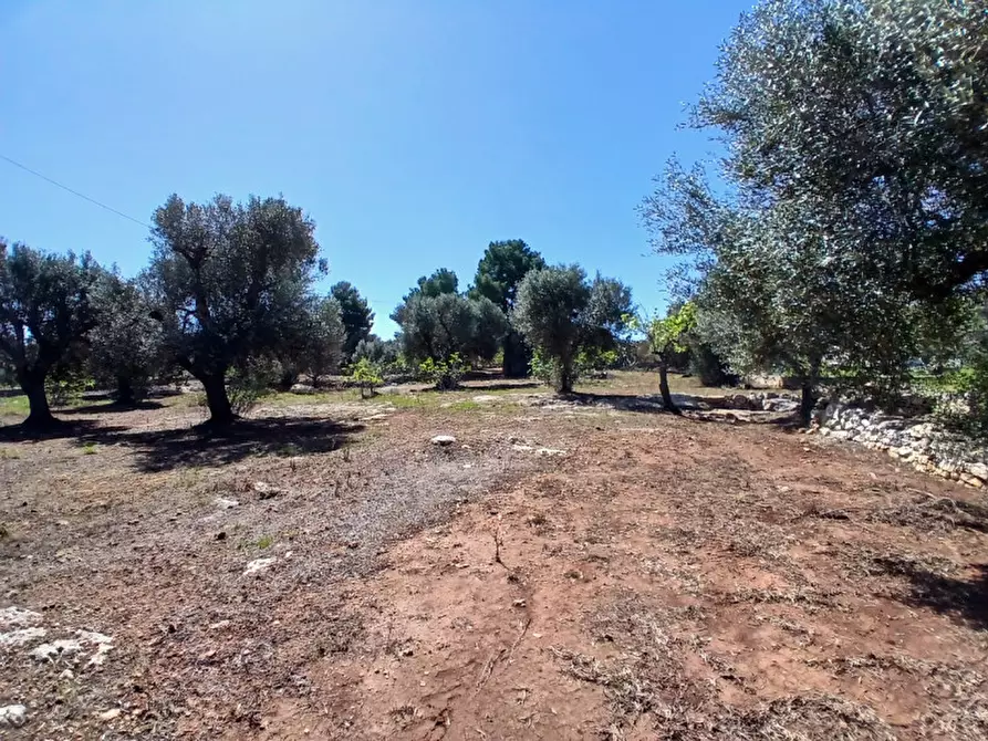 Immagine 39 di Rustico / casale in vendita  in C.da Sierri a Carovigno