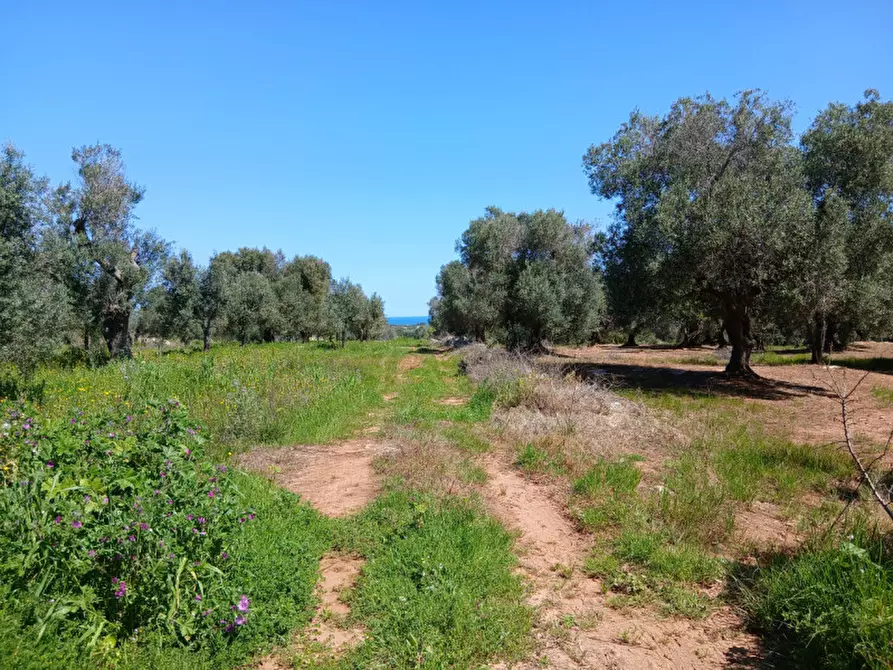 Immagine 40 di Rustico / casale in vendita  in C.da Sierri a Carovigno