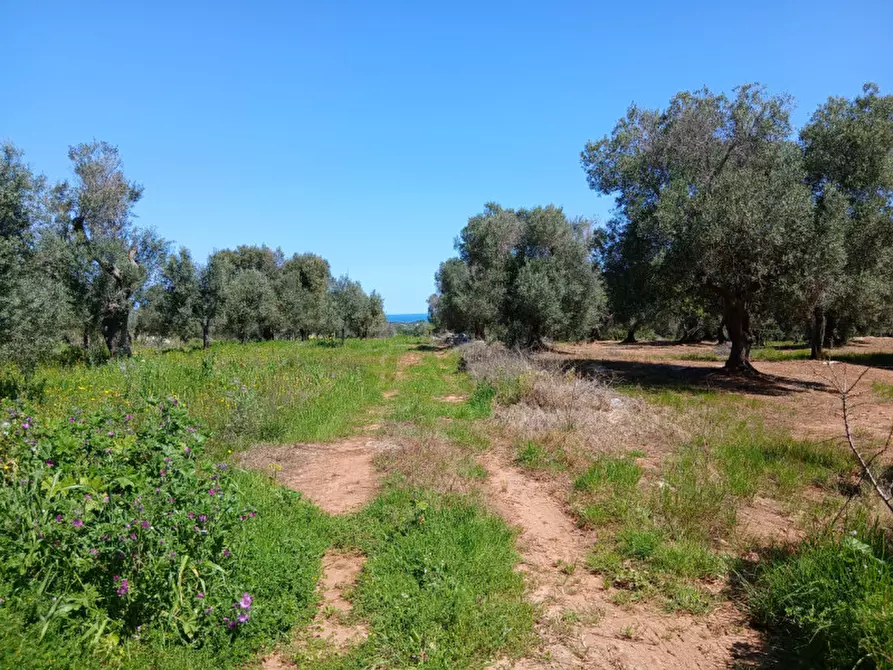 Immagine 41 di Rustico / casale in vendita  in C.da Sierri a Carovigno