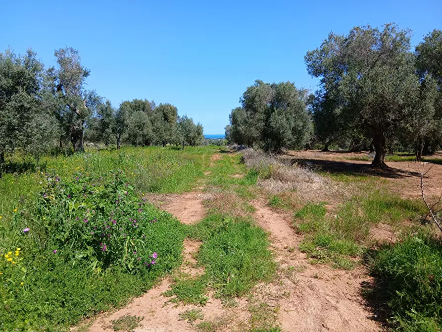Immagine 42 di Rustico / casale in vendita  in C.da Sierri a Carovigno