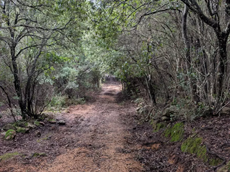 Immagine 1 di Terreno in vendita  a Monti