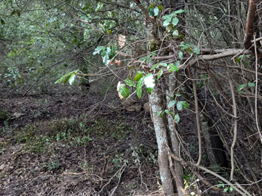 Immagine 2 di Terreno in vendita  a Monti