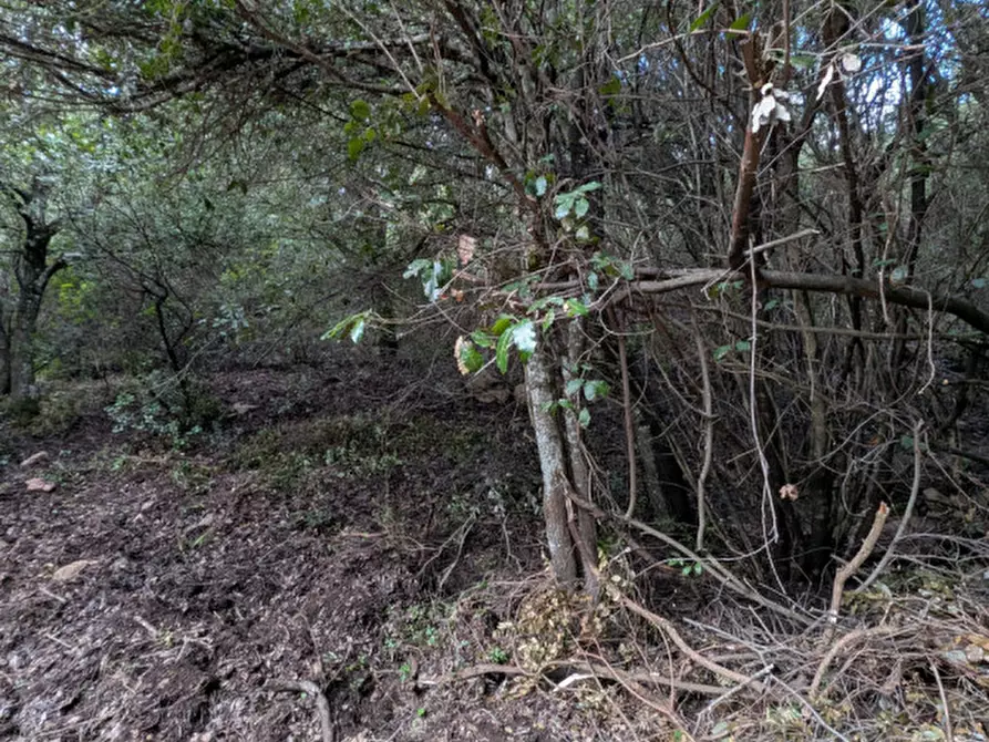 Immagine 3 di Terreno in vendita  a Monti