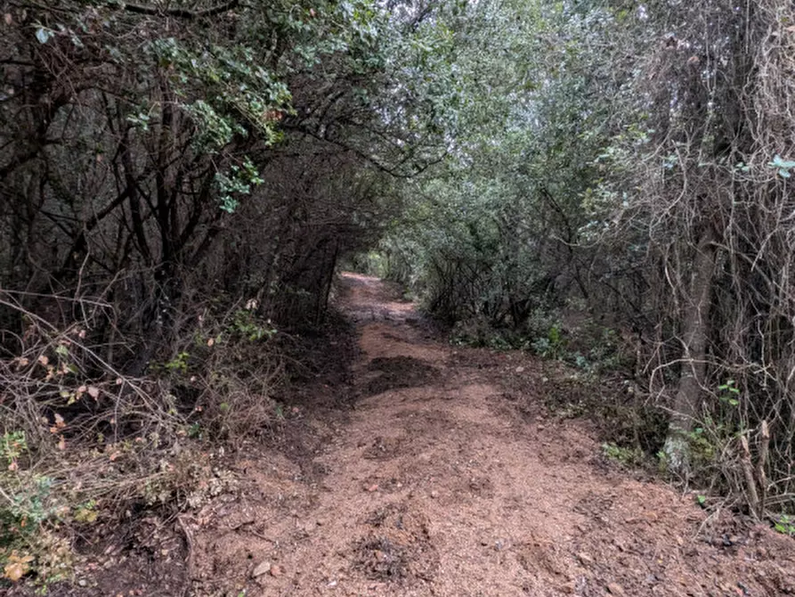 Immagine 4 di Terreno in vendita  a Monti