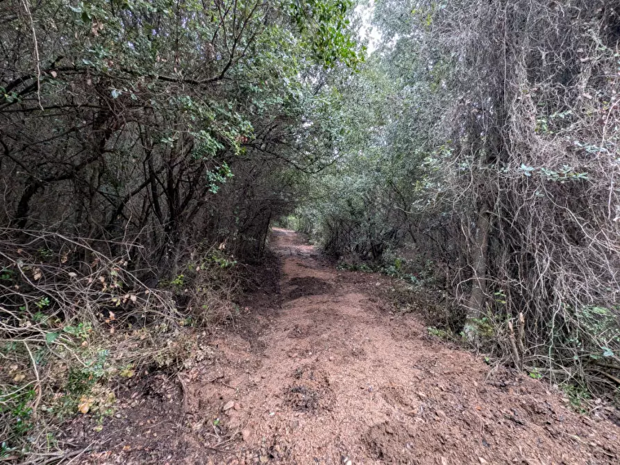 Immagine 5 di Terreno in vendita  a Monti