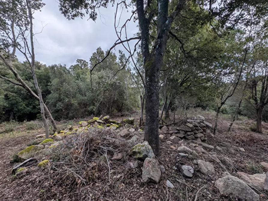 Immagine 7 di Terreno in vendita  a Monti