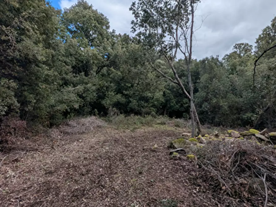 Immagine 8 di Terreno in vendita  a Monti