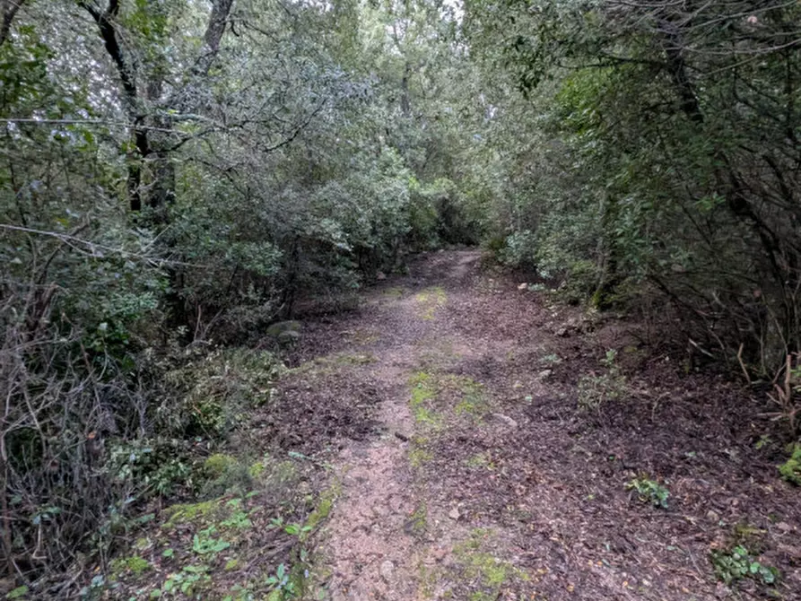 Immagine 9 di Terreno in vendita  a Monti