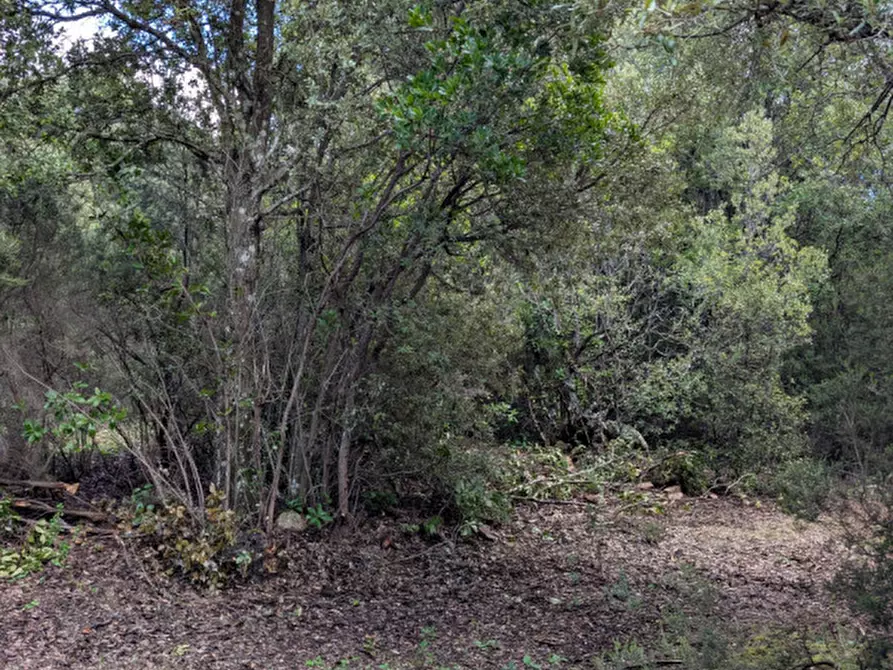 Immagine 10 di Terreno in vendita  a Monti