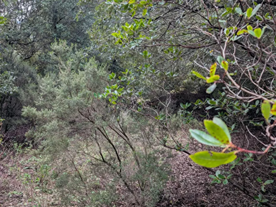Immagine 11 di Terreno in vendita  a Monti