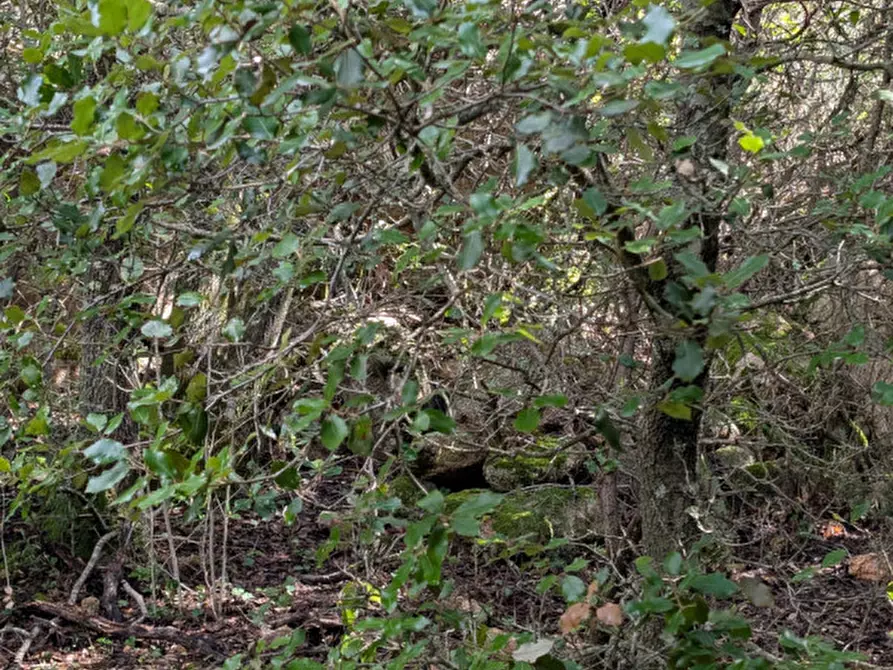 Immagine 12 di Terreno in vendita  a Monti