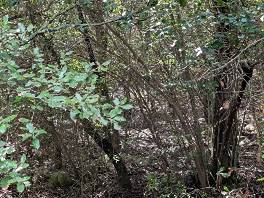 Immagine 13 di Terreno in vendita  a Monti