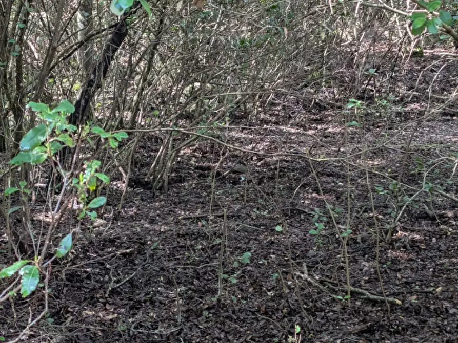 Immagine 14 di Terreno in vendita  a Monti
