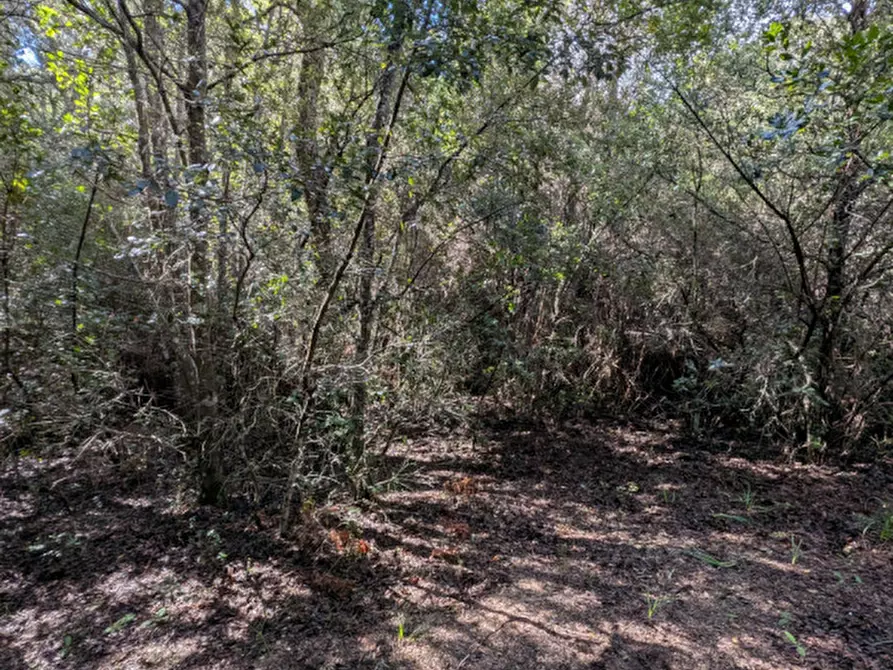 Immagine 18 di Terreno in vendita  a Monti