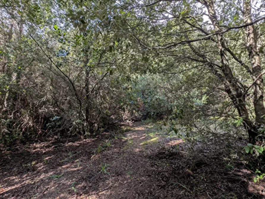 Immagine 19 di Terreno in vendita  a Monti