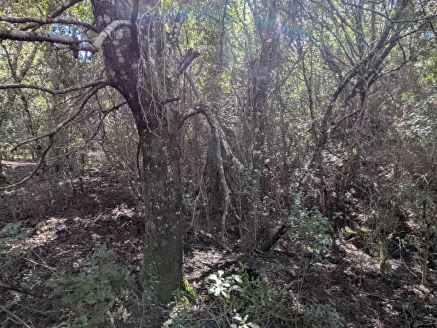 Immagine 20 di Terreno in vendita  a Monti