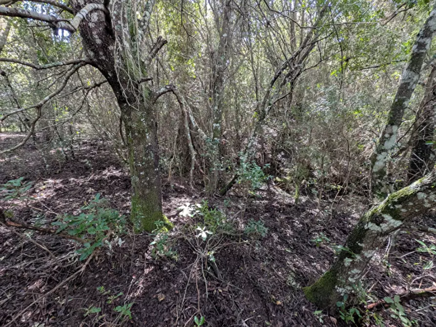 Immagine 21 di Terreno in vendita  a Monti