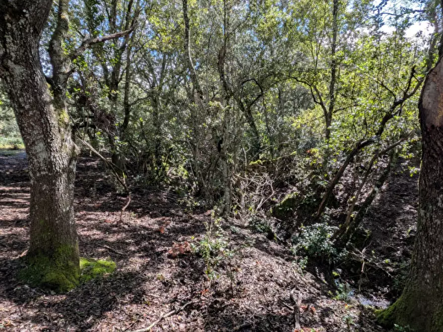 Immagine 23 di Terreno in vendita  a Monti