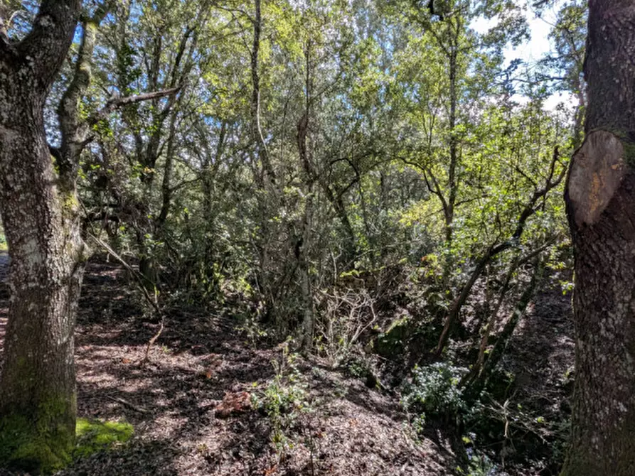 Immagine 24 di Terreno in vendita  a Monti