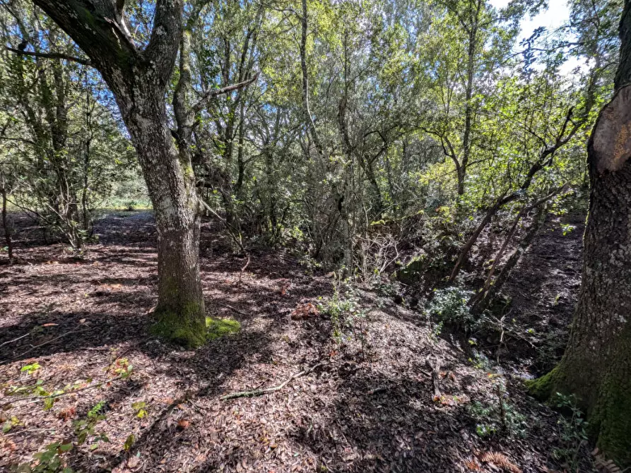 Immagine 25 di Terreno in vendita  a Monti