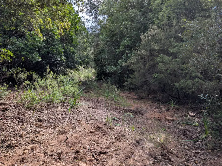 Immagine 29 di Terreno in vendita  a Monti