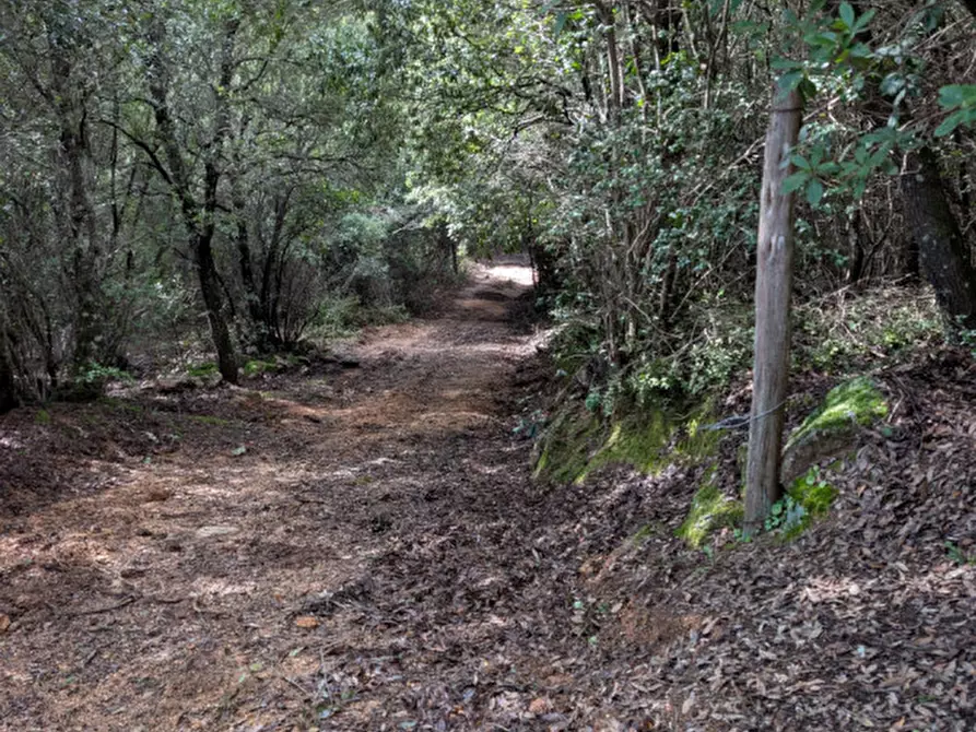 Immagine 30 di Terreno in vendita  a Monti