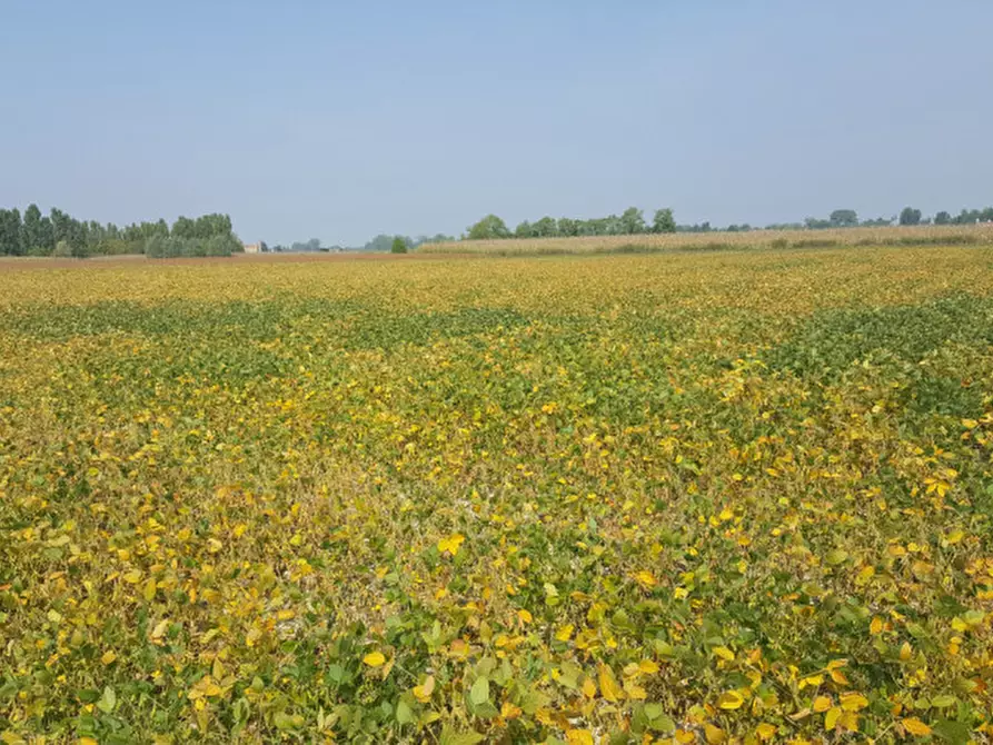 Immagine 1 di Terreno in vendita  a Zenson Di Piave