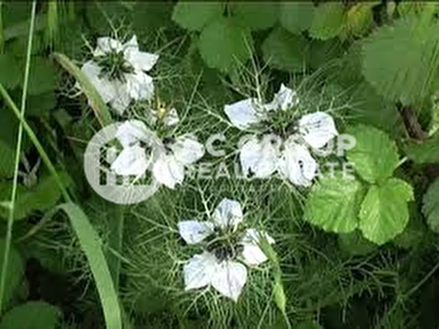 Immagine 7 di Terreno in vendita  a Cesate