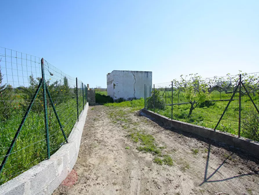 Immagine 4 di Terreno in vendita  in Strada Vicinale Tammali a Matino
