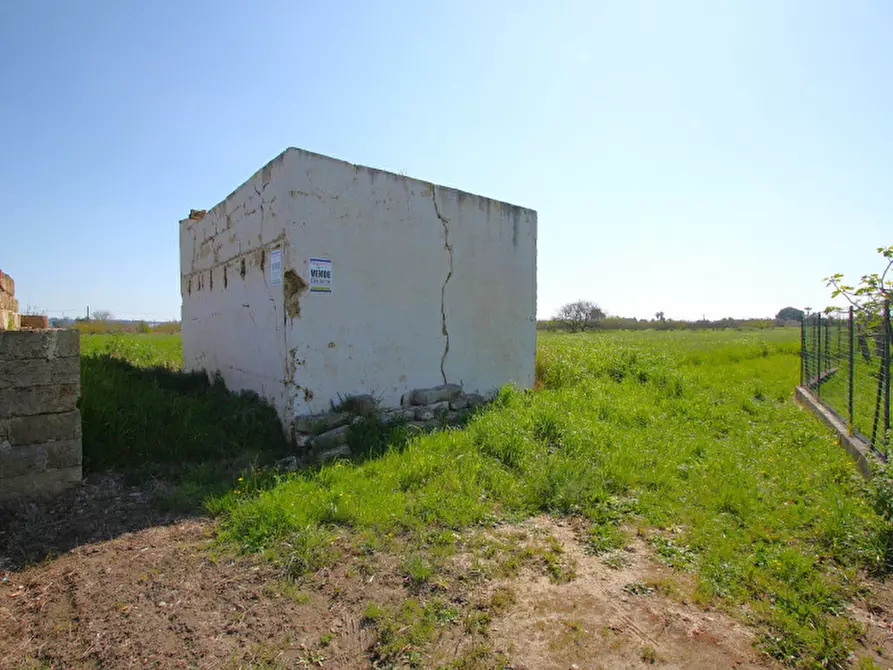 Immagine 6 di Terreno in vendita  in Strada Vicinale Tammali a Matino