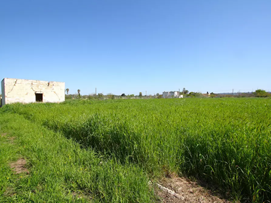 Immagine 9 di Terreno in vendita  in Strada Vicinale Tammali a Matino
