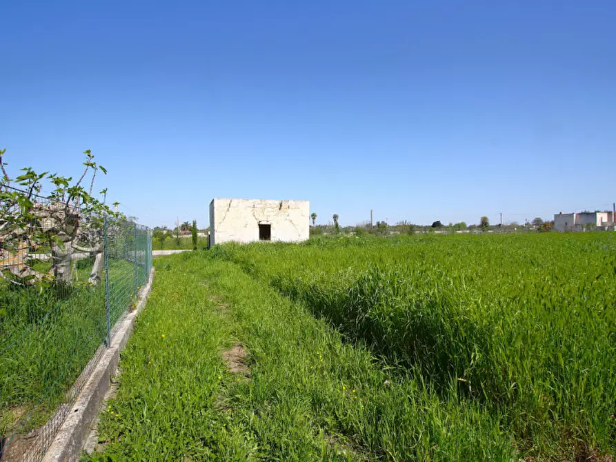 Immagine 10 di Terreno in vendita  in Strada Vicinale Tammali a Matino