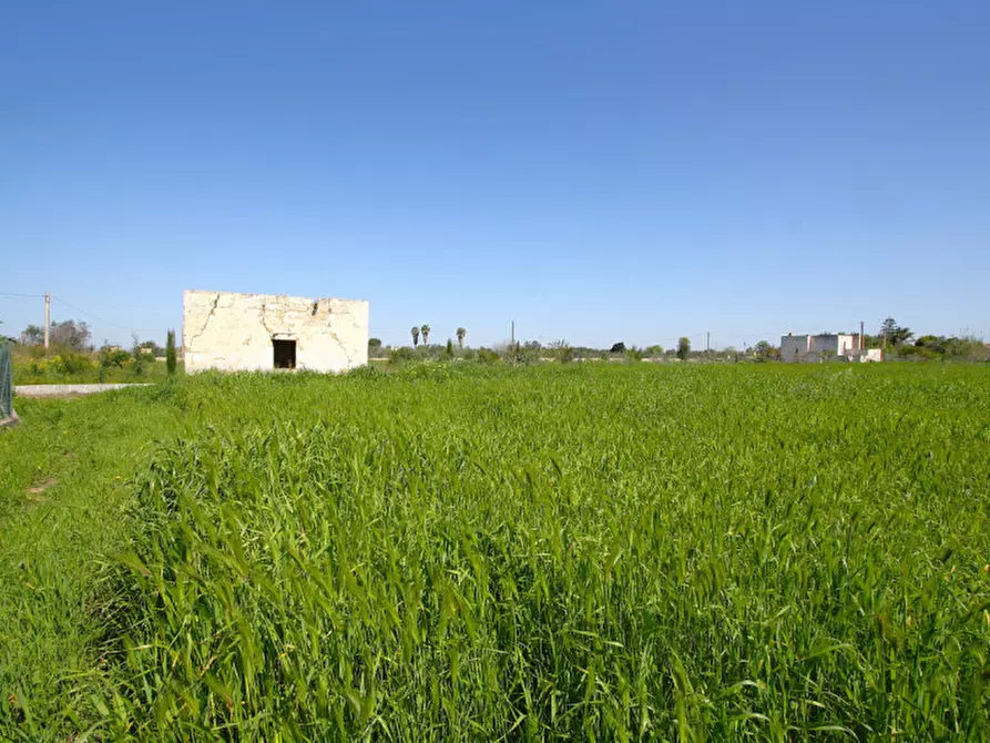 Immagine 13 di Terreno in vendita  in Strada Vicinale Tammali a Matino