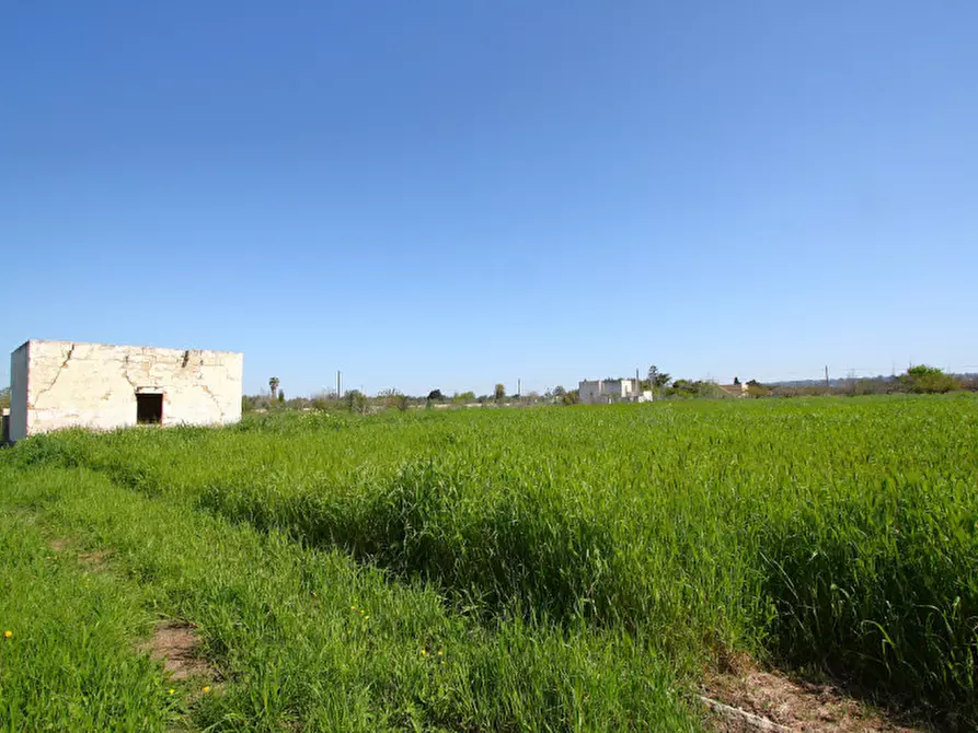Immagine 14 di Terreno in vendita  in Strada Vicinale Tammali a Matino